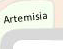 Artemisia Garden