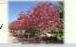 Crabapple Row
