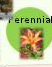 Perennial Mound