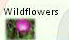 Wildflowers