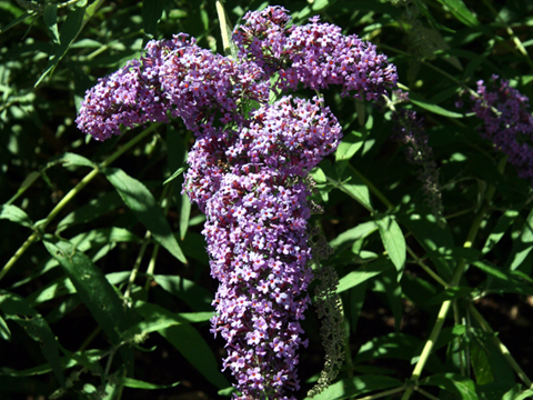 2008 Garden Tour