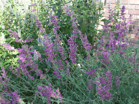 2008 Garden Tour