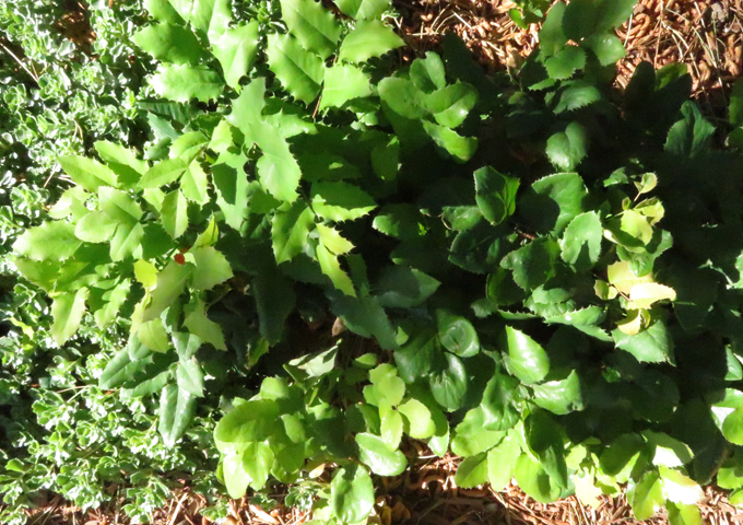 Rock_Mahonia_aquiloliumCompacta.jpg