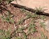 Bursage205L.jpg