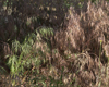 CheatGrass209L.jpg