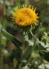 Gumweed201.jpg