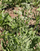 HoaryCress206P.jpg