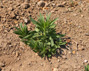 Horseweed207.jpg
