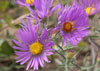 PurpleAster204.jpg