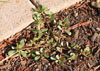 Purslane200.jpg