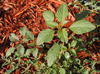 RedrootPigweed202L.jpg