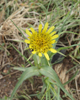 SalsifyWeedFlower213P.jpg
