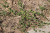 bindweed210L.jpg