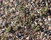 prostrateSpurge212L.jpg