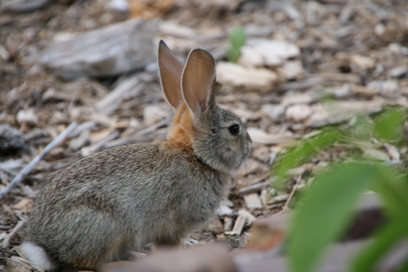Baby Rabbit><br /><br /></td></tr></table><br /> <br /></td><td width = 